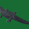 Black Crocodile With Open Mouth And Sharp Teeth On Green Background Showing Fierce Look