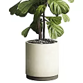 Lush Green Bonsai Plant With Healthy Leaves In White Ceramic Pot For Indoor Home Decoration