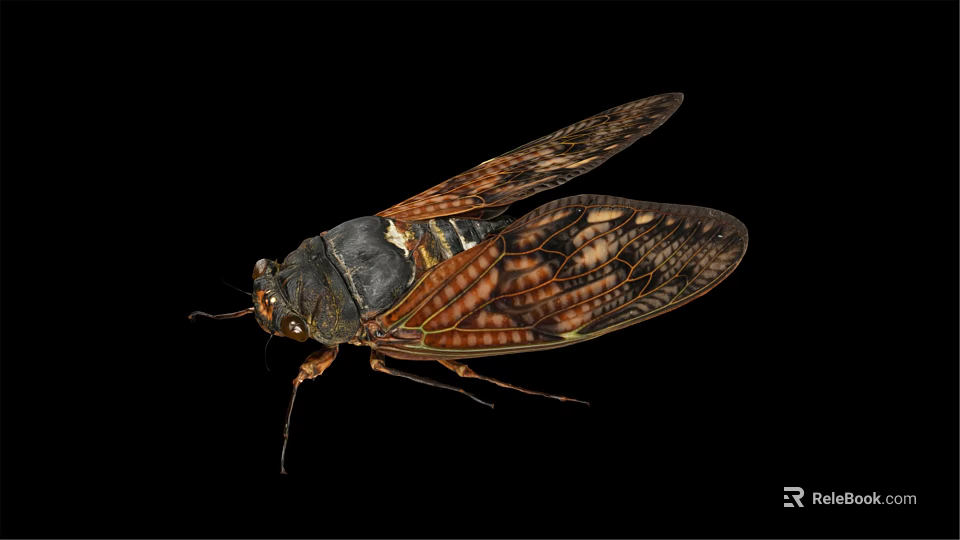Detailed Cicada With Transparent Wings And Brown Body On Black Background 3d model 