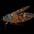 Detailed Cicada With Transparent Wings And Brown Body On Black Background