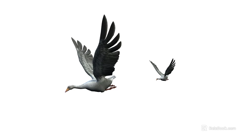 Flying Animals Two Birds Flying In The Air With Spread Wings 3d model 