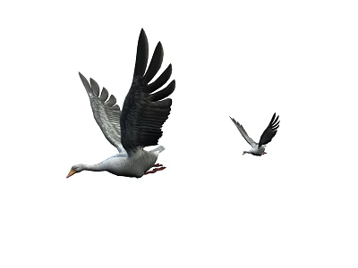 Flying Animals Two Birds Flying In The Air With Spread Wings 3d model
