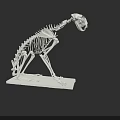 Detailed White Animal Skeleton Model On Display Stand With Black Background