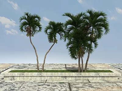 Palm Trees in Stone Planter on Paved Ground with Blue Sky and Lush Foliage 3d model