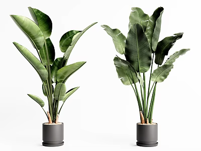 Lush Potted Plants With Large Green Leaves In Gray Pots Against White Background 3d model