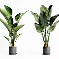Lush Potted Plants With Large Green Leaves In Gray Pots Against White Background