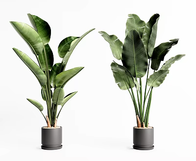 Lush Potted Plants With Large Green Leaves In Gray Pots Against White Background 3d model