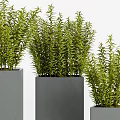 Lush Green Bonsai Potted Plants in Square Gray Concrete Planters