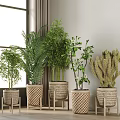 Indoor Various Potted Plants With Woven Planters Palm Bamboo Cactus