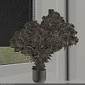 Bonsai Tree With Lush Green Foliage Woody Trunk In Light Pot Against White Blinds