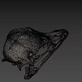 Close Up View Of Bird Skull Skeleton With Anatomical Features On Dark Background