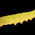 Detailed View of Yellow Caterpillar with Green Spots on Black Background