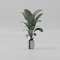 Bonsai Plant With Lush Green Leaves In Gray Pot For Indoor Home Decor