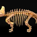 Tyrannosaurus dinosaur reptile skeleton Dinosaur fossil 3 3d model