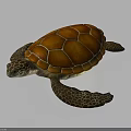 Patterned Sea Turtle With Orange Shell Head And Flippers On Dark Background 3d model