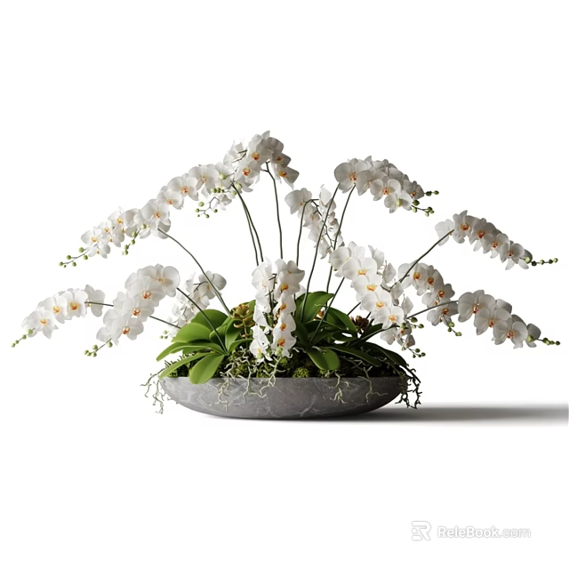 Elegant White Orchid Blooms in Gray Shallow Bowl Vase with Green Leaves 3d model 