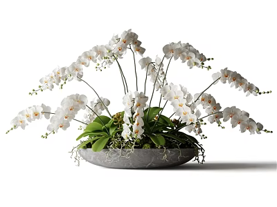 Elegant White Orchid Blooms in Gray Shallow Bowl Vase with Green Leaves 3d model