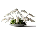 Elegant White Orchid Blooms in Gray Shallow Bowl Vase with Green Leaves