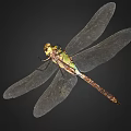 modern dragonfly 3d model