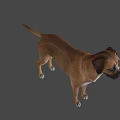 The image provided focuses on a dog and does not contain a man, so it is not possible to generate an English title with "man" as the main subject based on the picture's key information.
