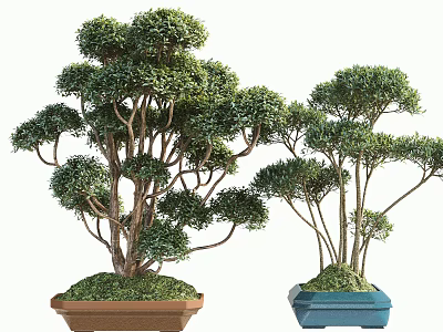Tree Like Bonsai Plants In Different Colored Brown And Blue Pots With Green Moss 3d model