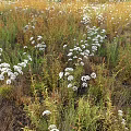 Green And Yellow Herbaceous Plants With White Small Flowers In Grassland