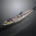 Whole Fresh Fish With Yellow Eye And Silver Gray Striped Body On Dark Background