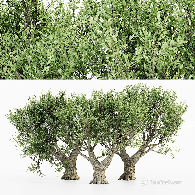 Lush Green Leafy Trees With Dense Foliage And Thick Strong Trunks 3d model 