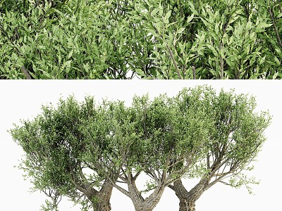 Landscape tree, olive tree, big tree 3d model