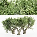 Landscape tree, olive tree, big tree 3d model