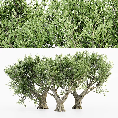 Lush Green Leafy Trees With Dense Foliage And Thick Strong Trunks 3d model