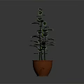 Lush Green Potted Plant With Glossy Leaves In Brown Striped Pot