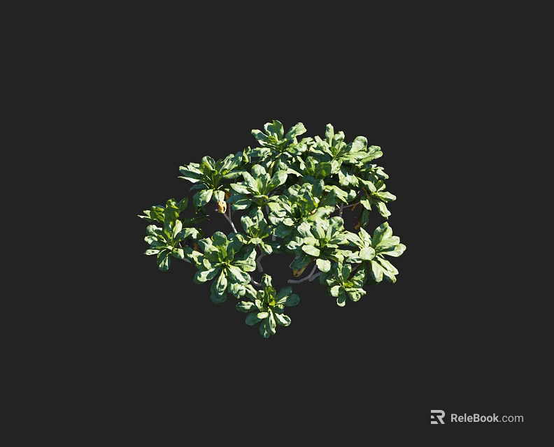 Lush Green Arbor With Dense Foliage And Vibrant Leaf Structure In Natural Setting 3d model