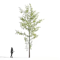 Arbor Collection With Green And Yellow Leaves Featuring Multiple Trees And Human Figures Below