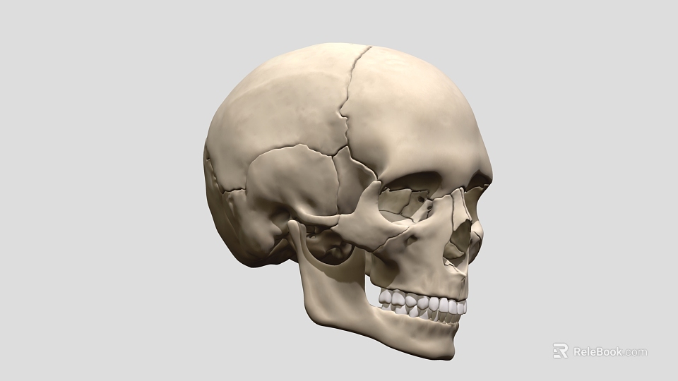 Human Male Skull Anatomical Model Showing Detailed Bone Structure And Features 3d model 