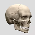 Human Male Skull Anatomical Model Showing Detailed Bone Structure And Features