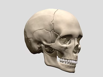 skull human skull skeleton skull head human head 3d model