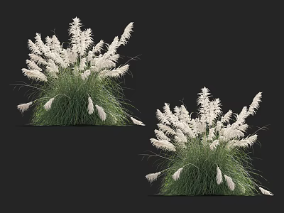 Beautiful White Feathery Flowering Grass With Green Leaves And Plume Blooms 3d model