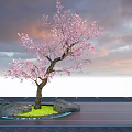 Flowering Arbor With Pink Blossoms Slender Trunk Green Grass And Rocks Against Sunset Sky