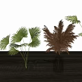 Modern Interior Decor With Glass Vases Holding Palm Leaves And Feathery Plants On Wooden Table