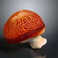 Mushroom Organ Like Structure With Hair Like Texture On Red Orange Cap And White Stem