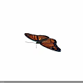 Orange And Black Butterfly With White Spots On Wings Against Gray Background