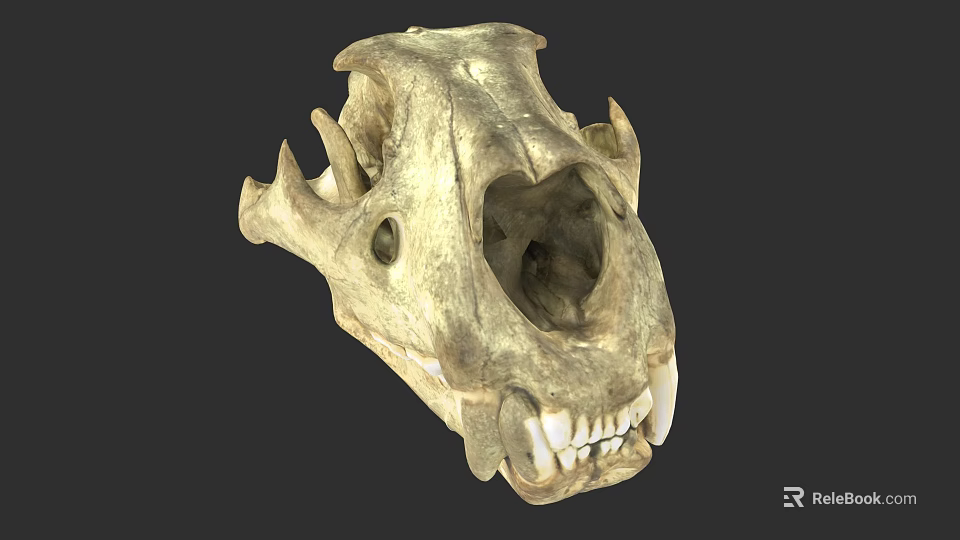 Detailed Fossilized Animal Skull With Anatomical Bone Structure And Teeth 3d model 