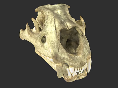 Detailed Fossilized Animal Skull With Anatomical Bone Structure And Teeth 3d model