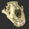 Detailed Fossilized Animal Skull With Anatomical Bone Structure And Teeth