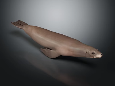 Realistic Brown Seal With Smooth Fur Lying On Dark Reflective Surface 3d model