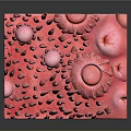 Head Organ 3D Rendered Cross Section Model with Hair Follicles and Skin Layers
