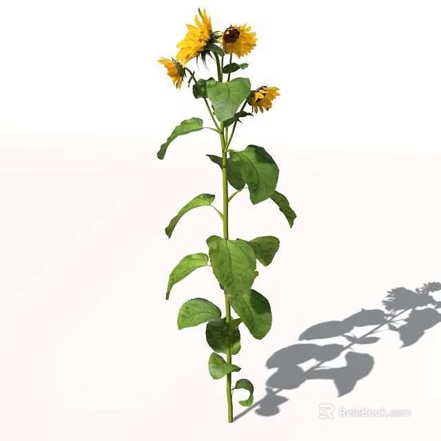 Tall Sunflower Plant With Yellow Blooms Green Leaves And Shadow 3d model 