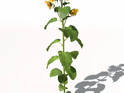 Tall Sunflower Plant With Yellow Blooms Green Leaves And Shadow 3d model