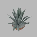 Decorative Agave Plant in Terracotta Pot with White Pebbles for Garden Decor